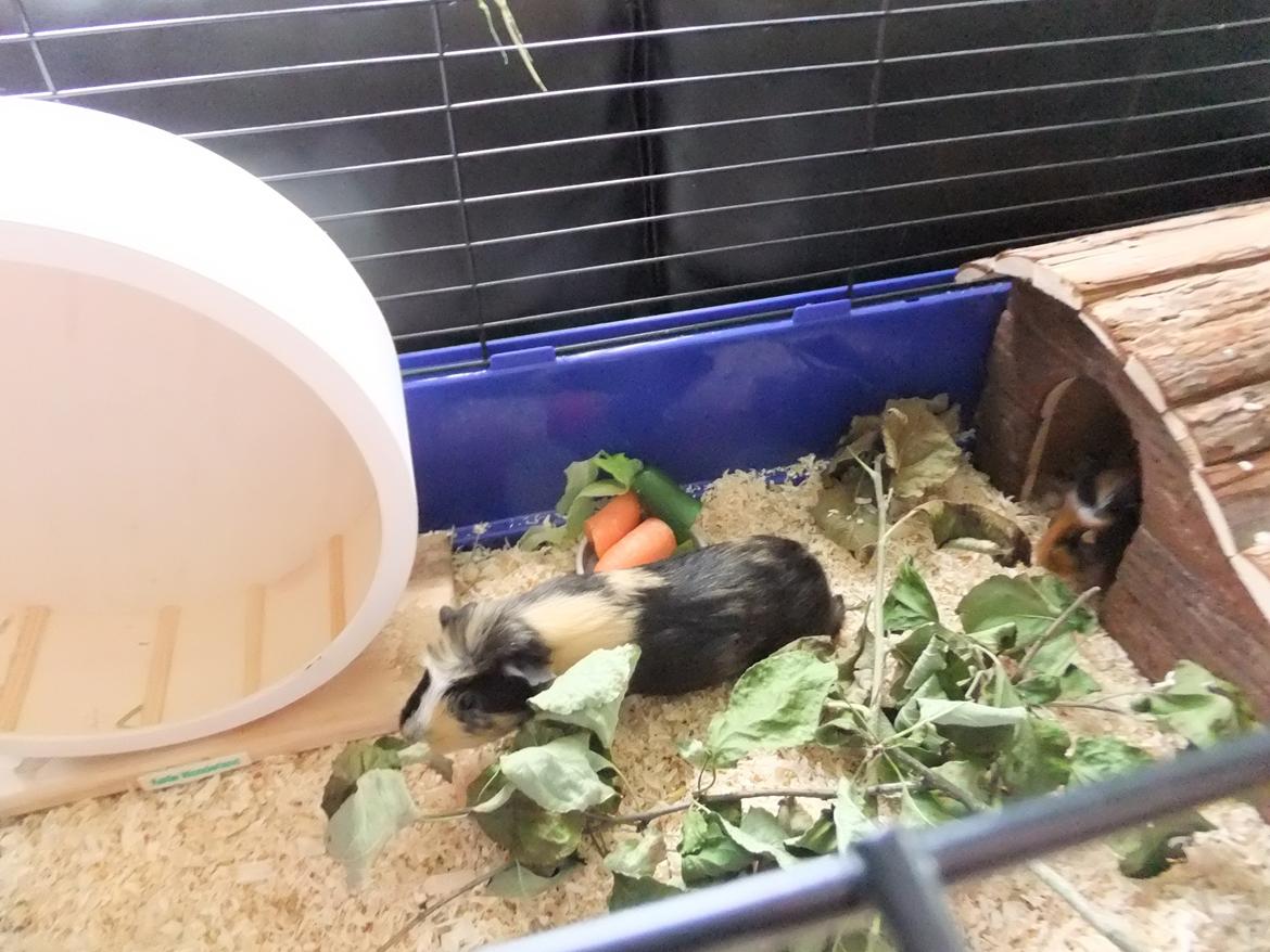 Marsvin Plet <3 billede 3