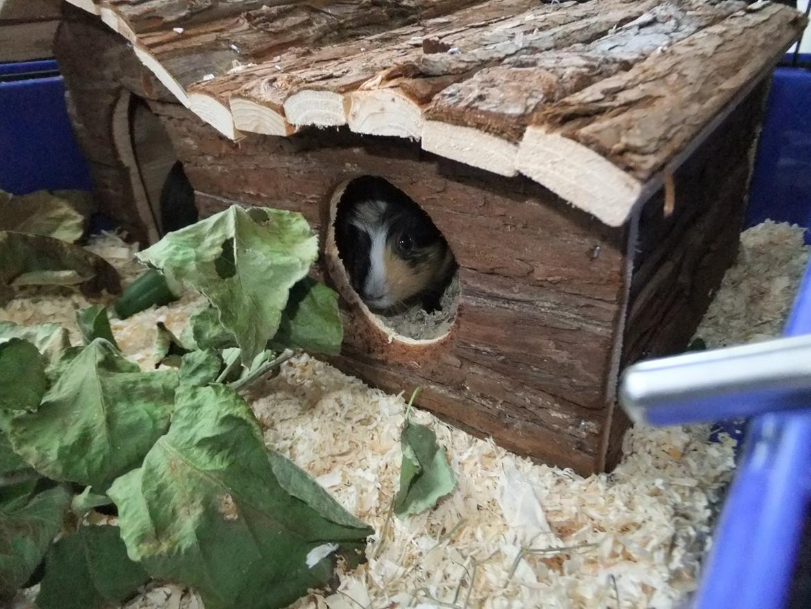 Marsvin Plet <3 billede 4