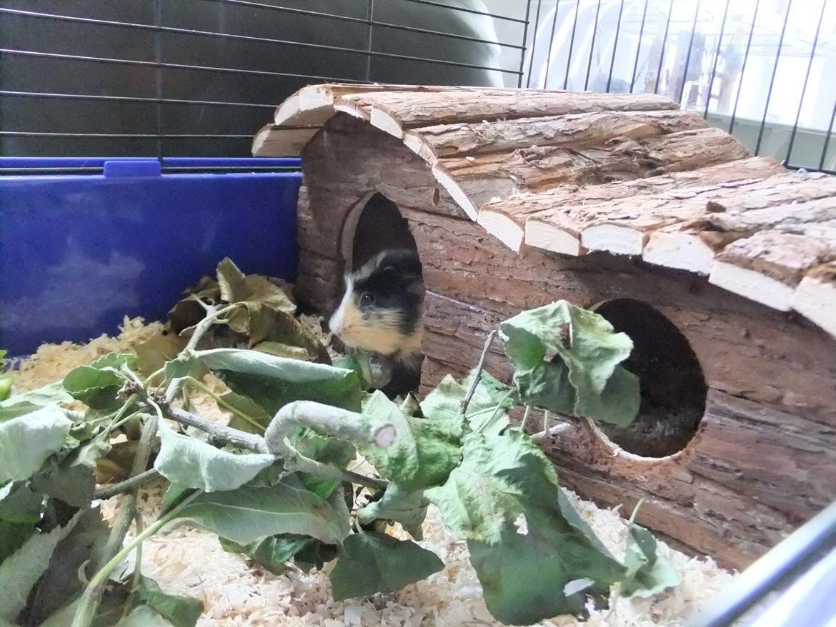 Marsvin Plet <3 billede 5