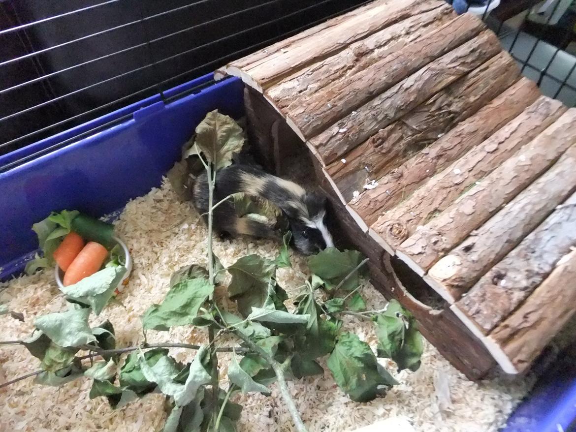 Marsvin Plet <3 billede 6