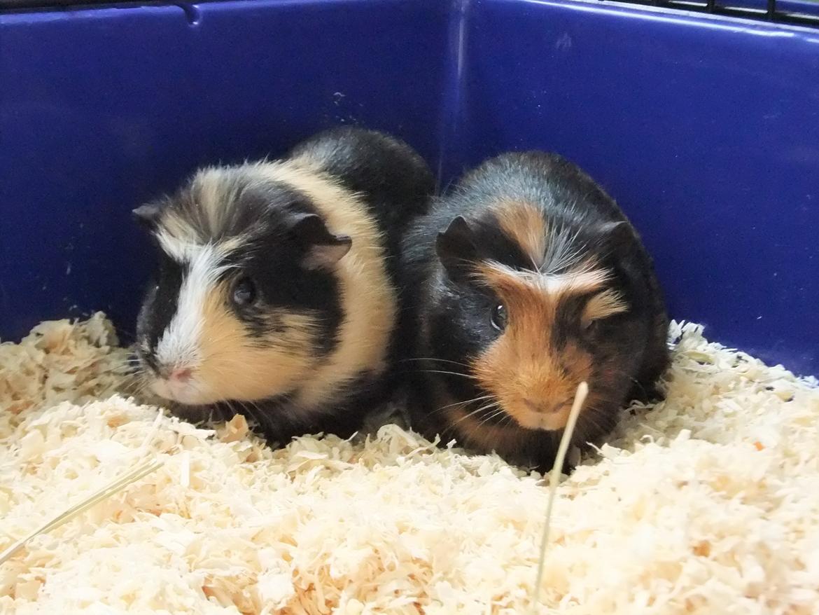 Marsvin Plet <3 billede 7