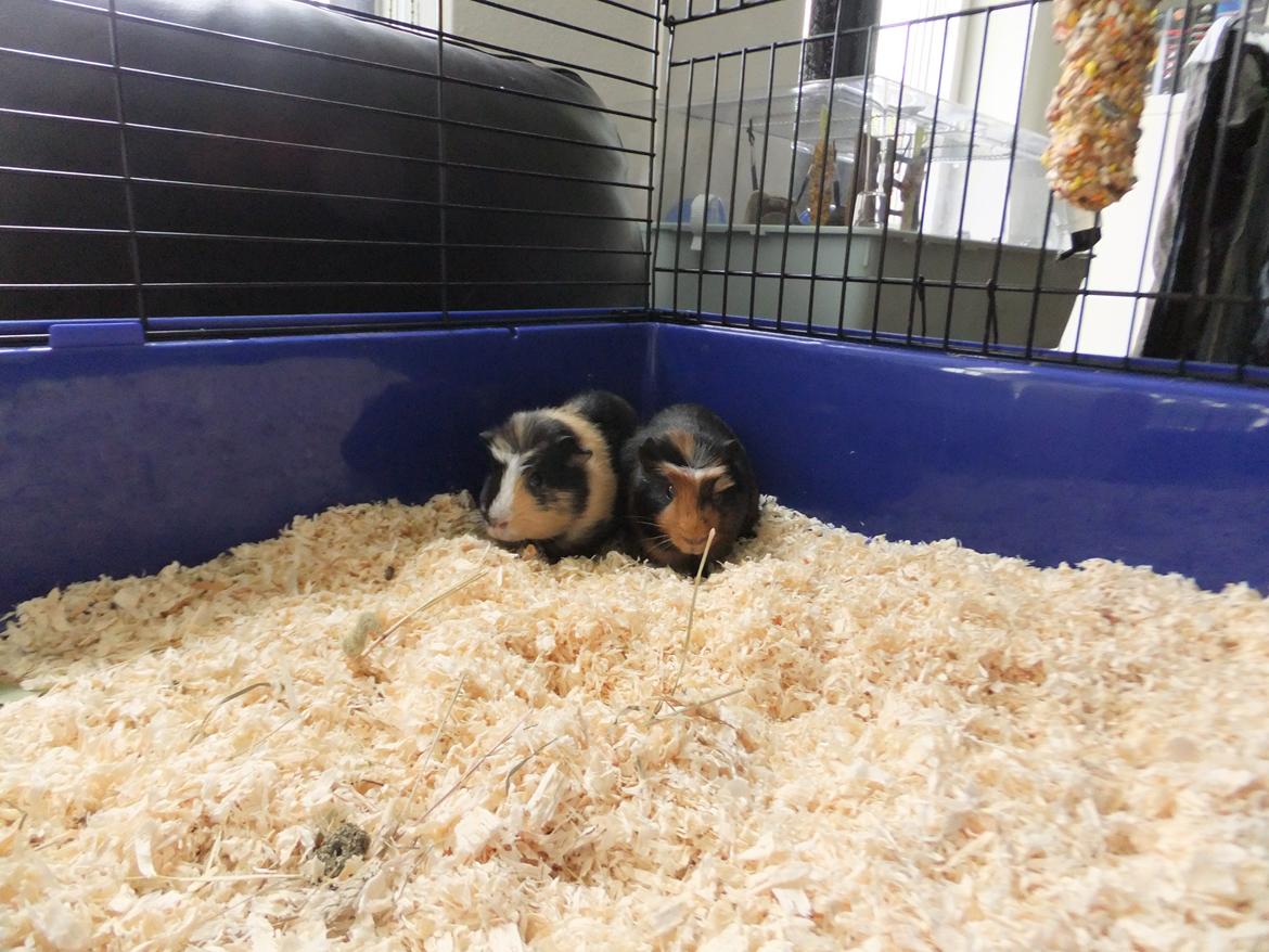 Marsvin Pjuske <3 billede 2