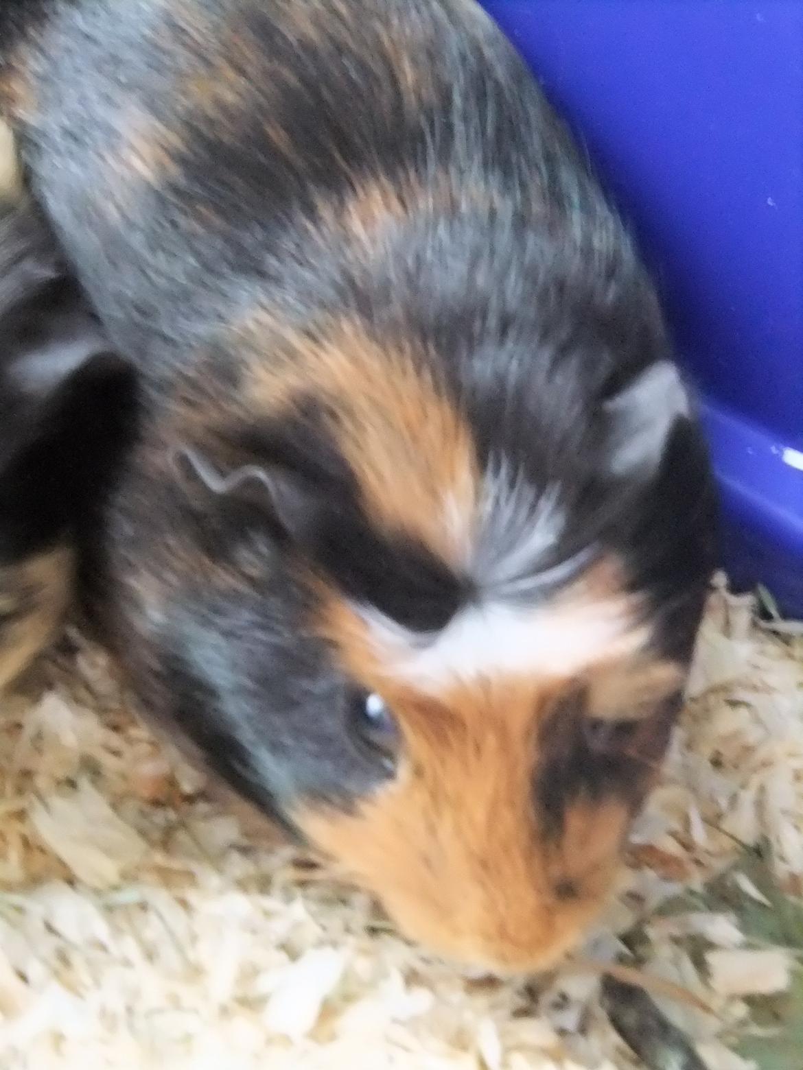 Marsvin Pjuske <3 billede 1