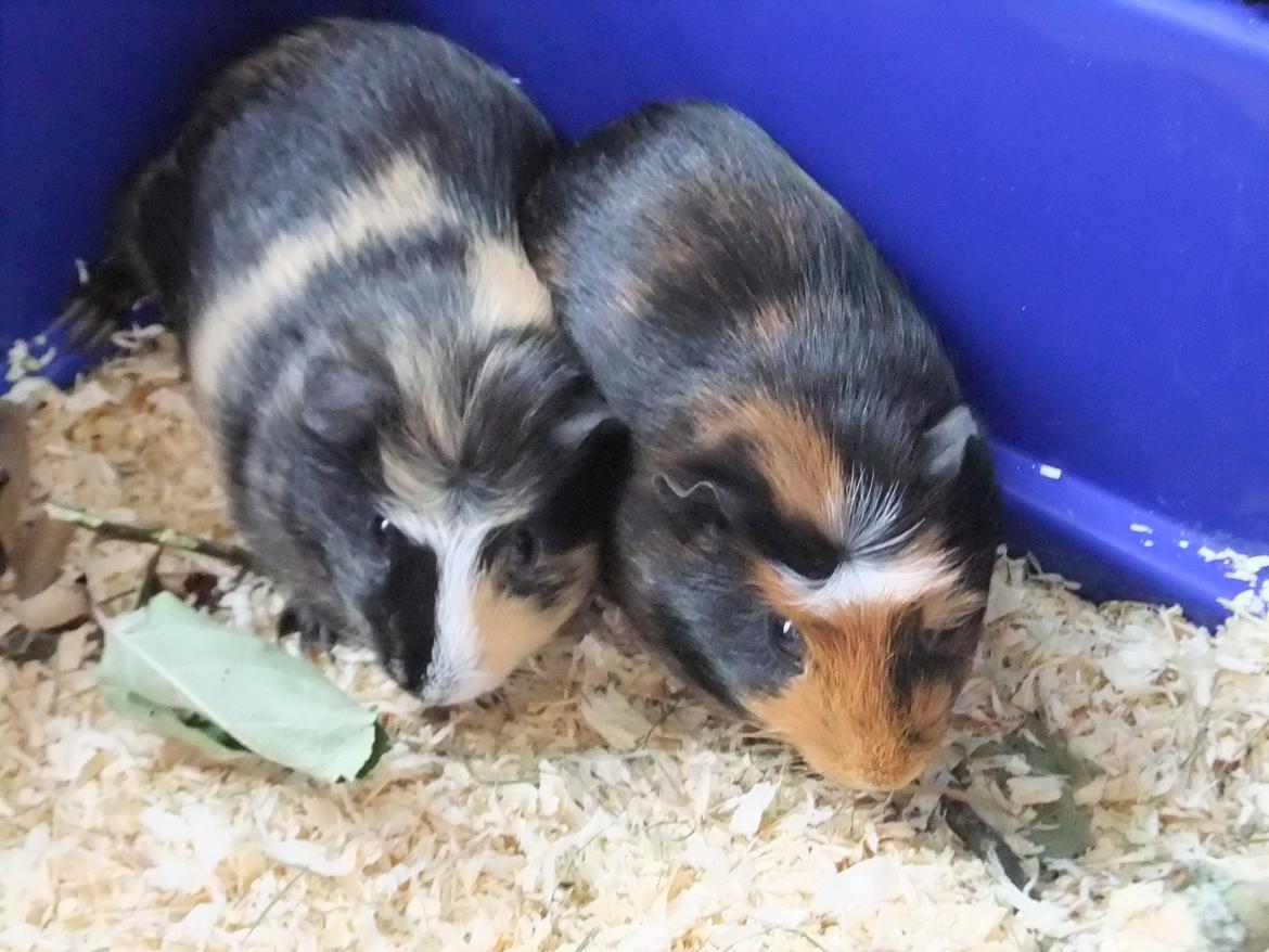 Marsvin Pjuske <3 billede 3