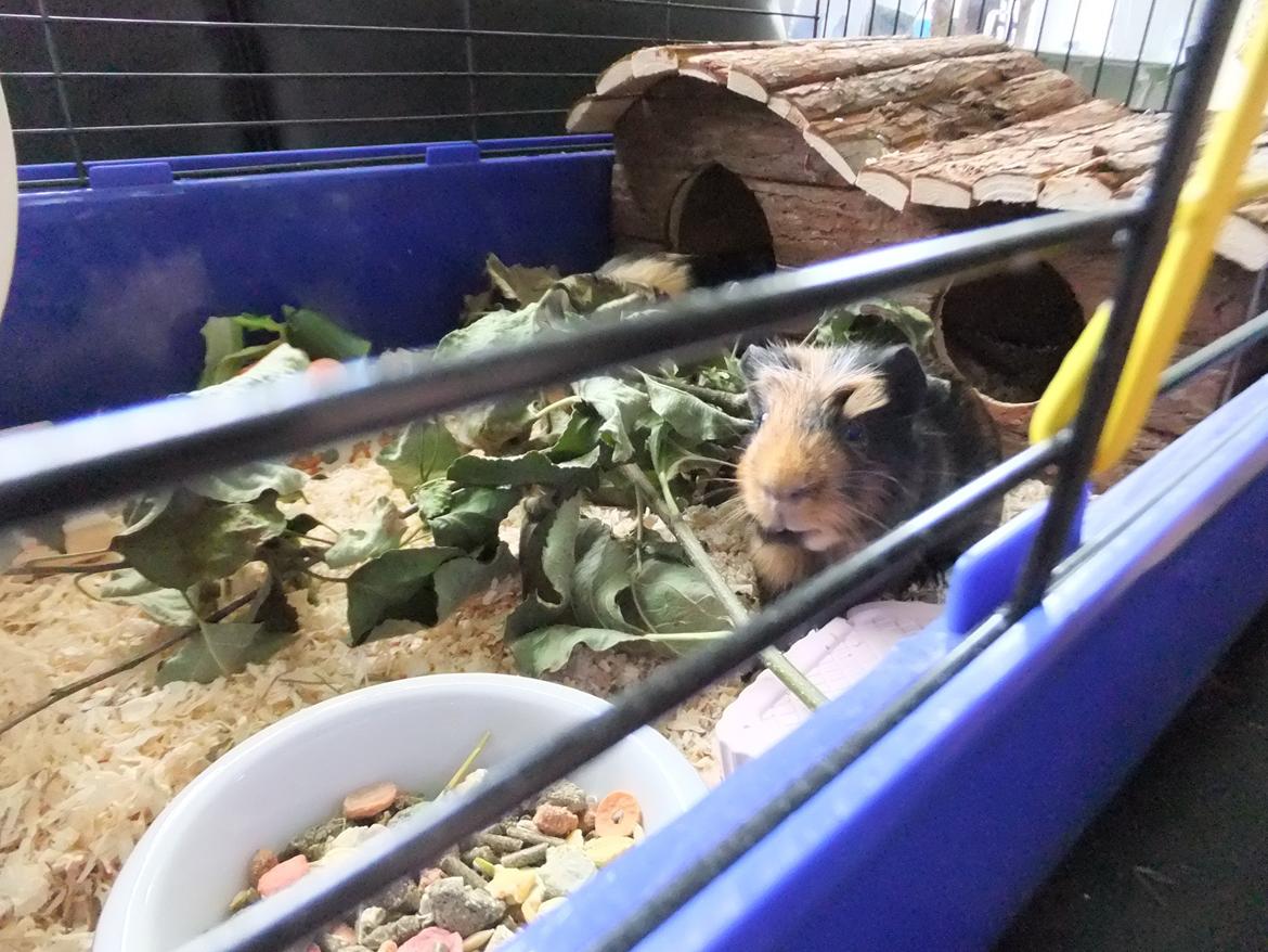 Marsvin Pjuske <3 billede 4