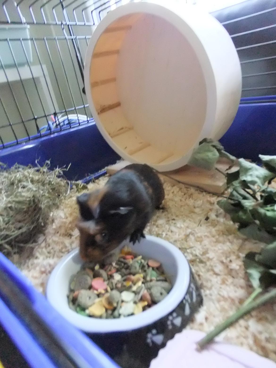 Marsvin Pjuske <3 billede 5