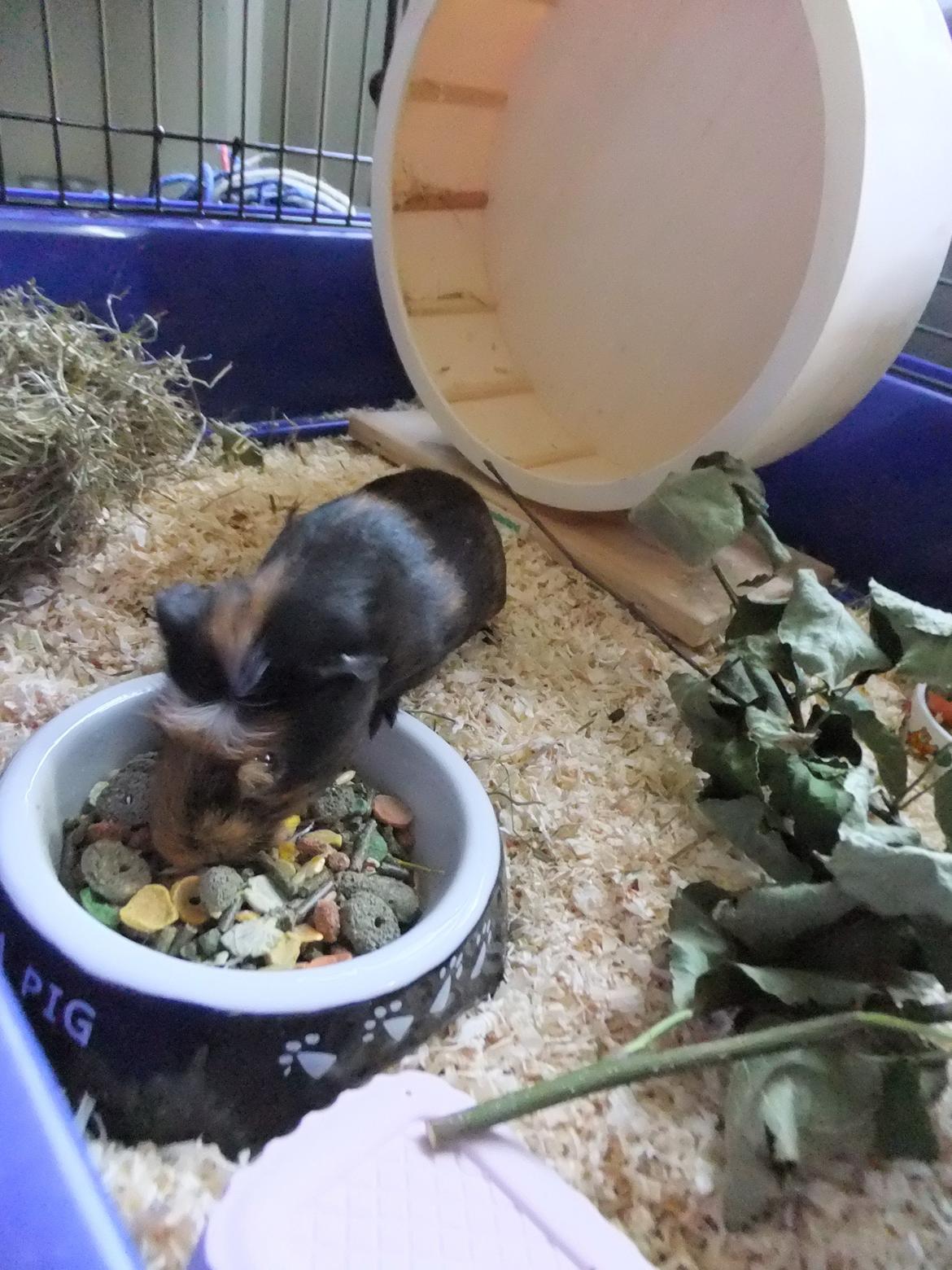 Marsvin Pjuske <3 billede 6