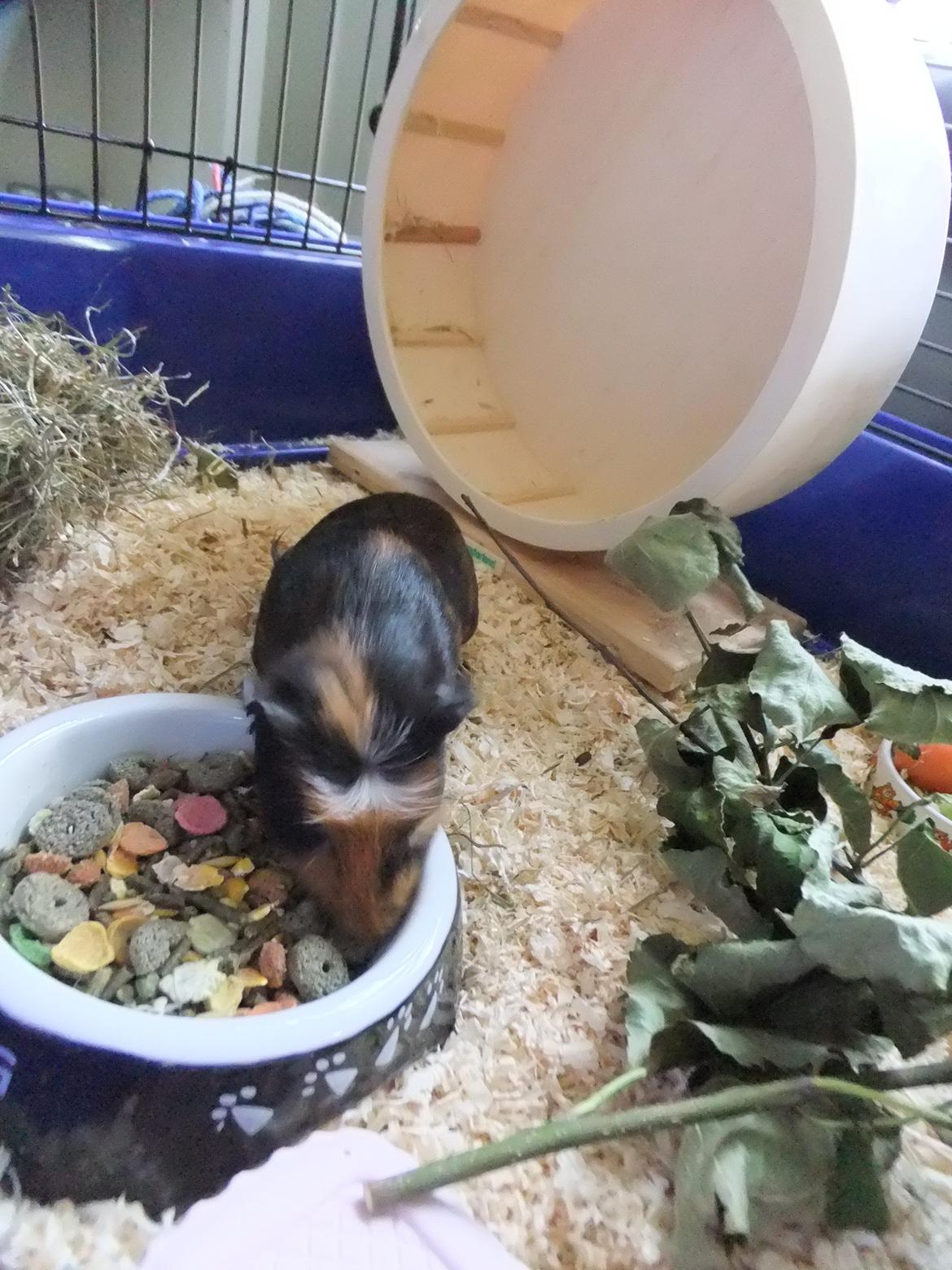 Marsvin Pjuske <3 billede 7