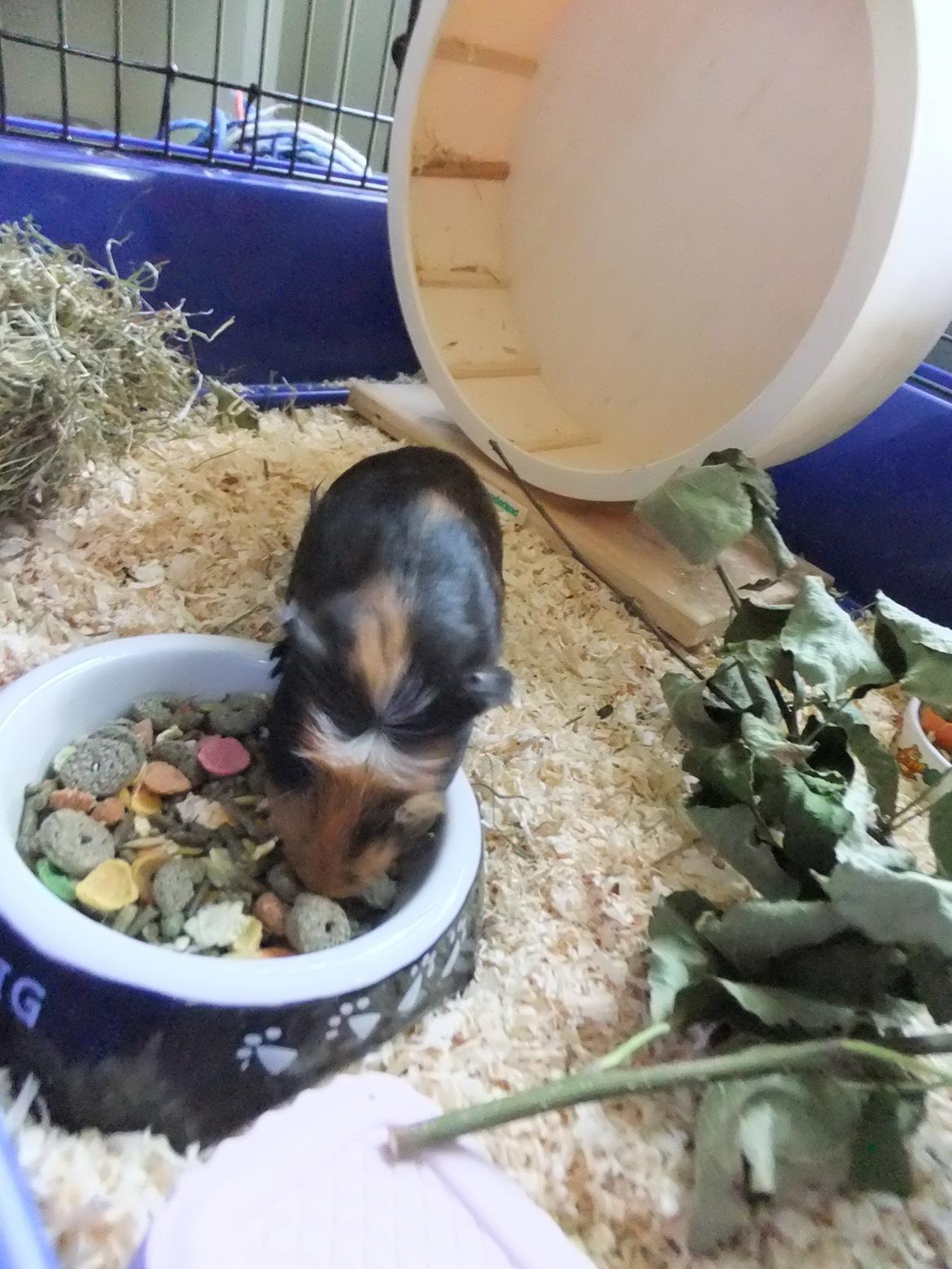 Marsvin Pjuske <3 billede 8