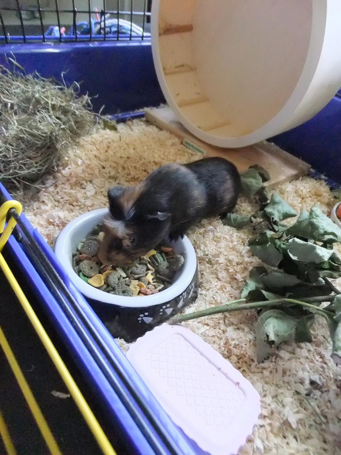 Marsvin Pjuske <3 billede 9