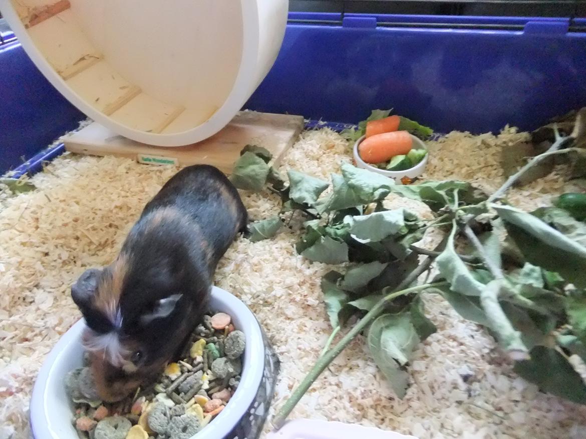 Marsvin Pjuske <3 billede 10