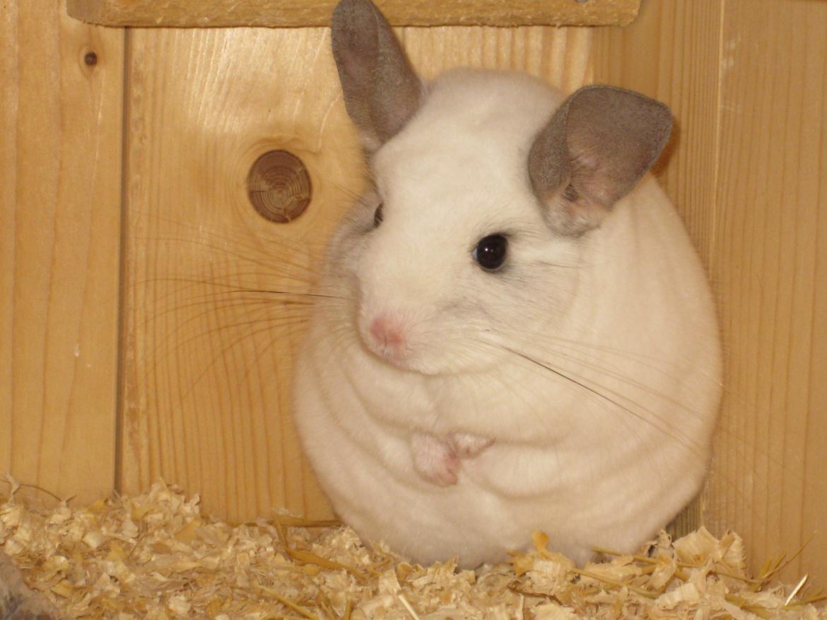 Chinchilla Banjo billede 1