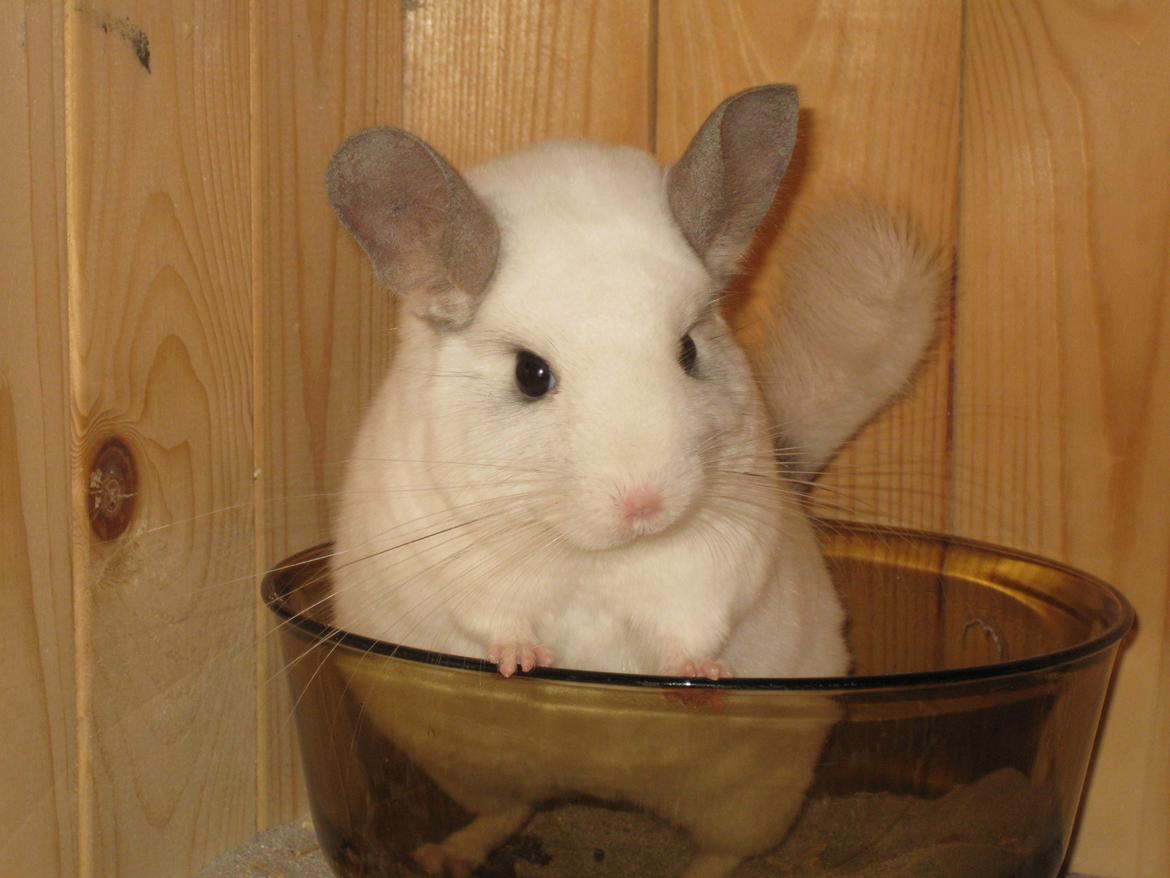 Chinchilla Banjo billede 2