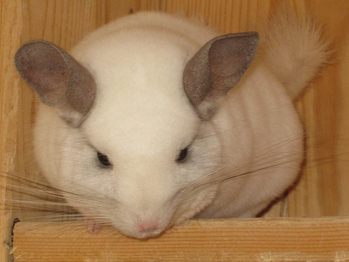 Chinchilla Banjo billede 3