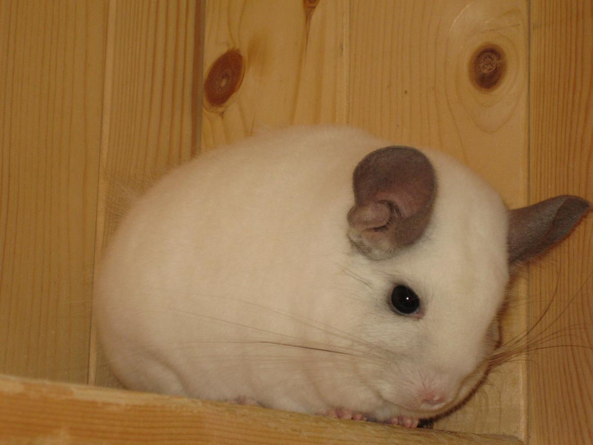 Chinchilla Banjo billede 4