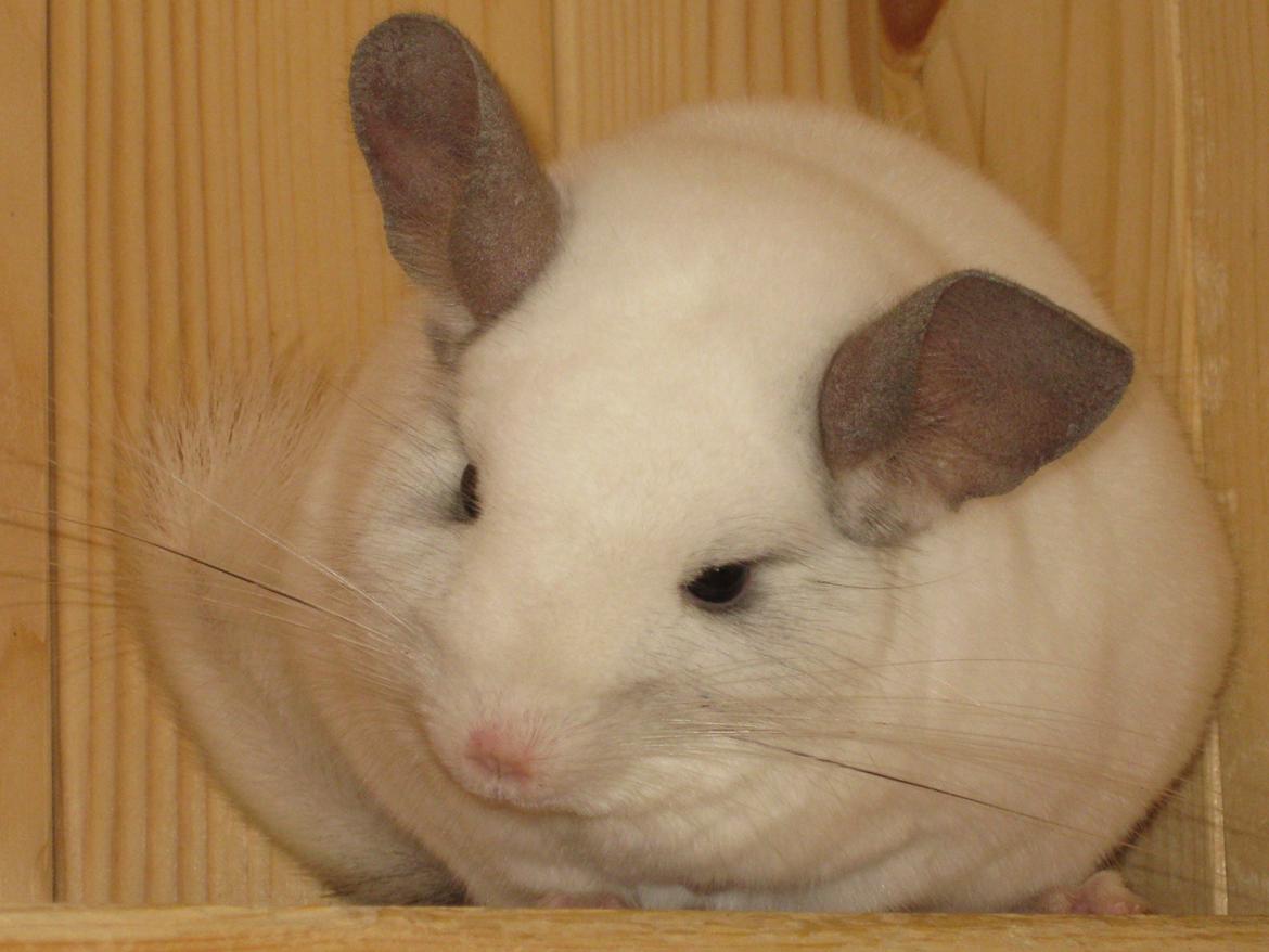 Chinchilla Banjo billede 5