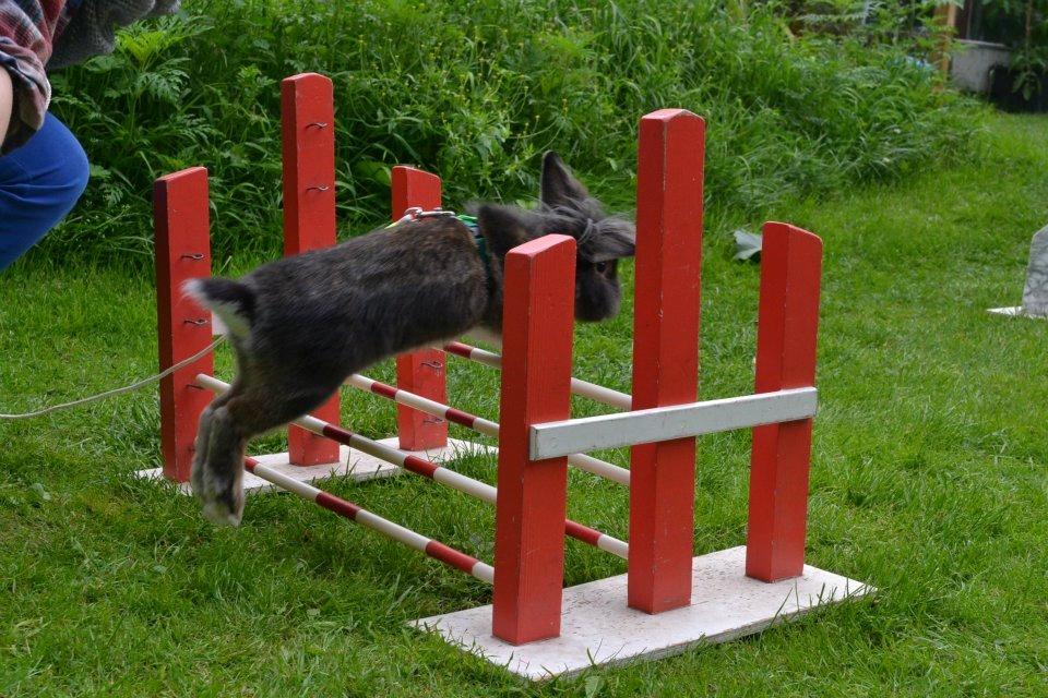 Kanin |Kaninbandens Donkey aka. Hippien - D. 8/8/12 Træning Let lige
Foto: Camilla Jensen billede 6