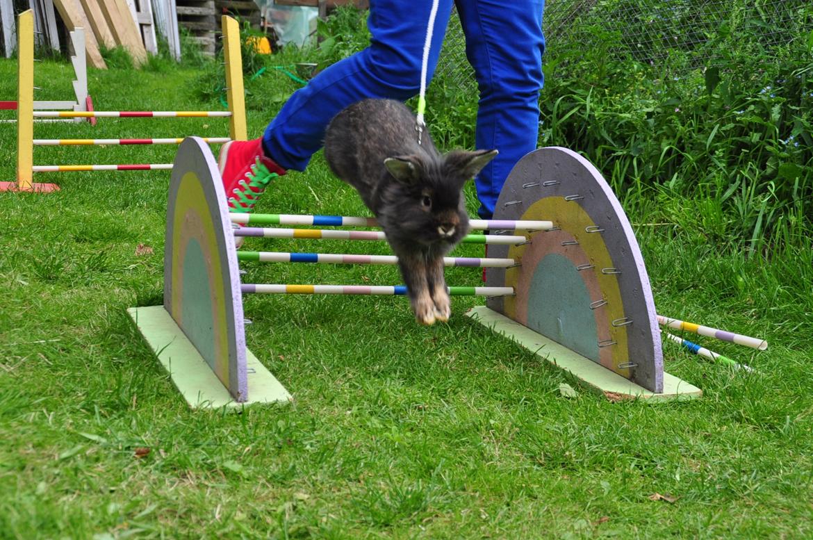 Kanin |Kaninbandens Donkey aka. Hippien - D. 8/8/12 Træning Let lige
Foto: Cecilie Holst Jørgensen/ CHJ Pictures billede 10