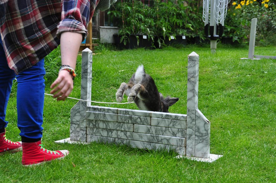 Kanin |Kaninbandens Donkey aka. Hippien - D. 8/8/12 Træning Let lige
Foto: Cecilie Holst Jørgensen/ CHJ Pictures billede 17