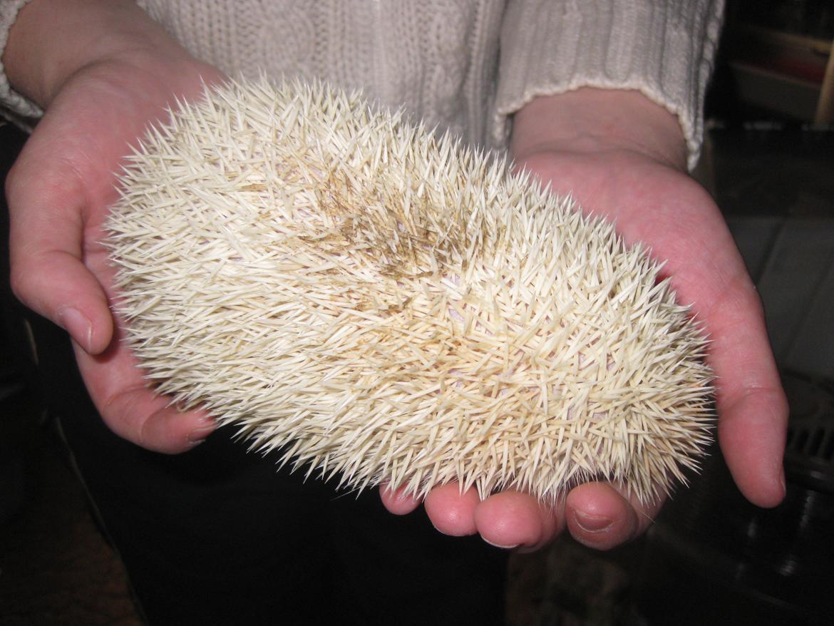 Pindsvin Aslan billede 14