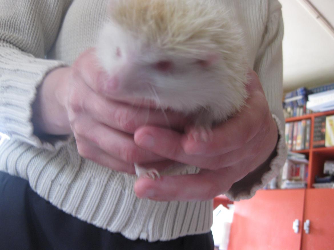 Pindsvin Aslan billede 15