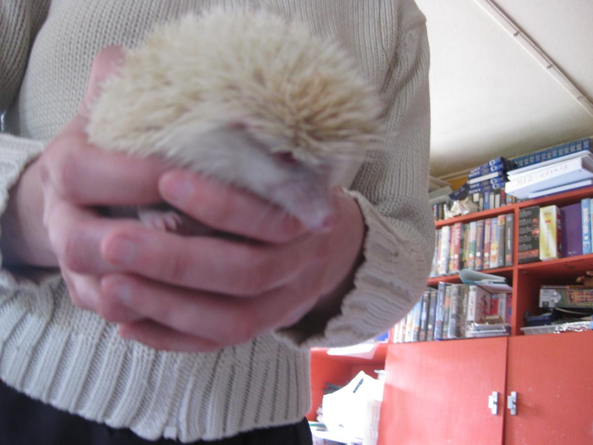 Pindsvin Aslan billede 16