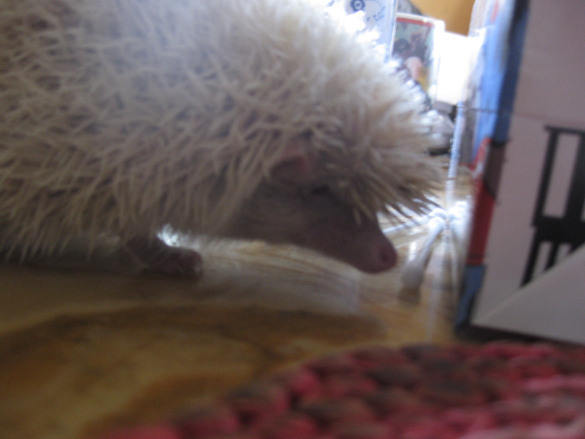 Pindsvin Aslan billede 17