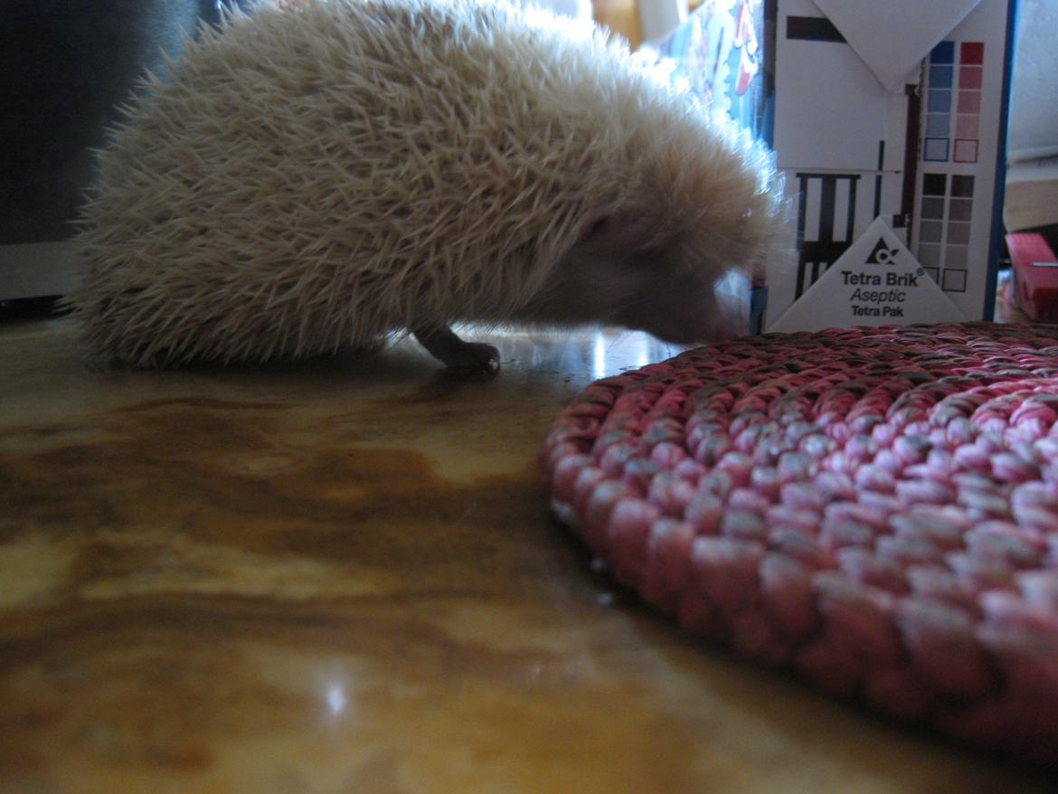 Pindsvin Aslan billede 18