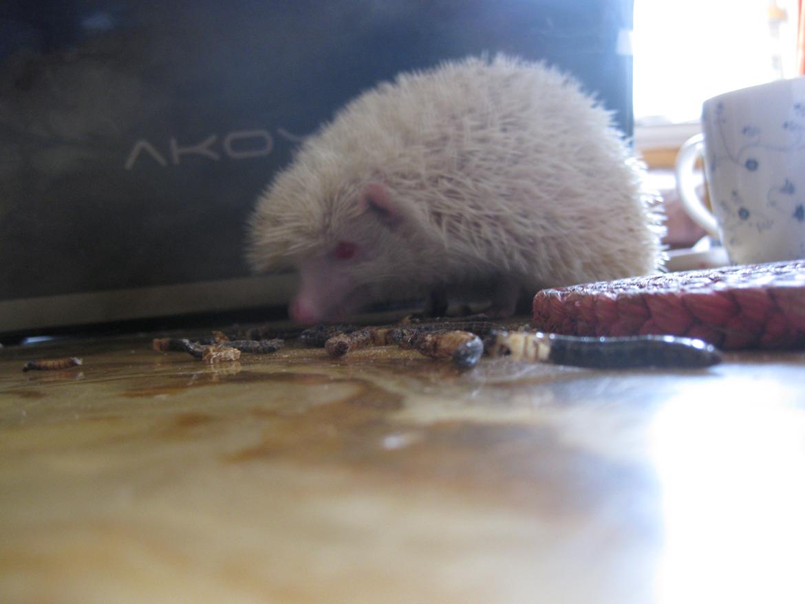 Pindsvin Aslan billede 19