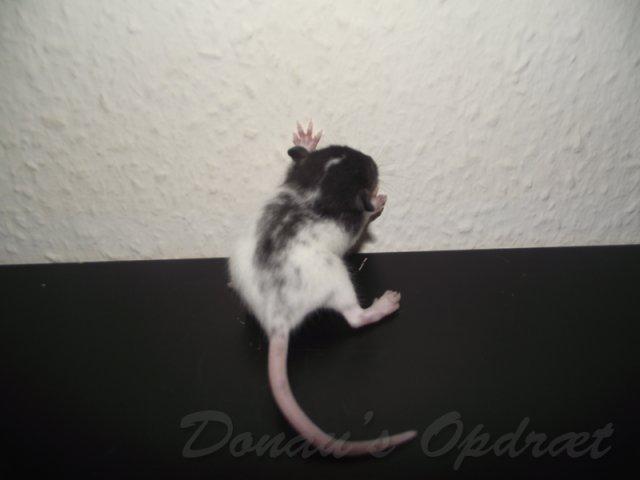 Tamrotte *Donau´s Dumle* billede 1