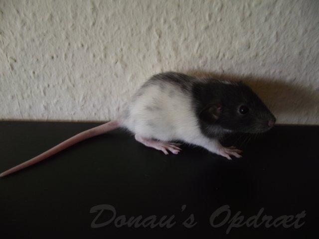 Tamrotte *Donau´s Dumle* billede 2