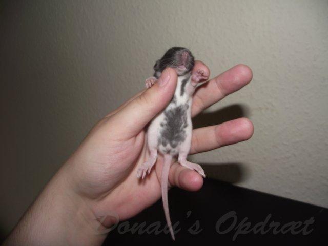 Tamrotte *Donau´s Dumle* billede 3