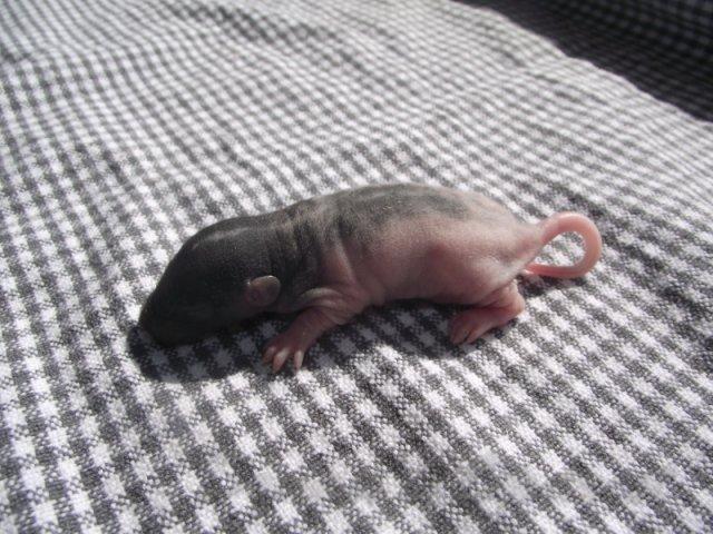 Tamrotte *Donau´s Dumle* billede 4