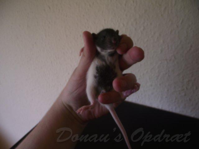 Tamrotte *Donau´s Dumle* billede 5