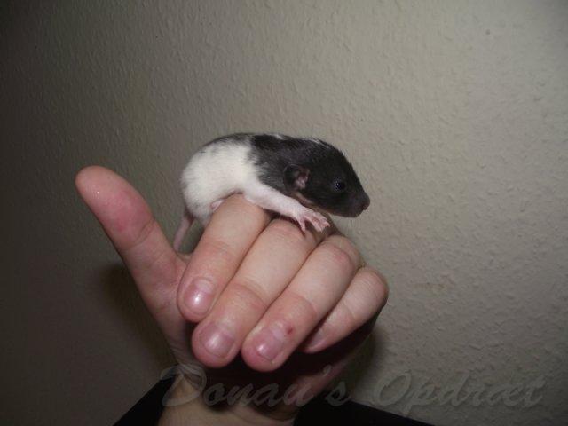 Tamrotte *Donau´s Dumle* billede 6