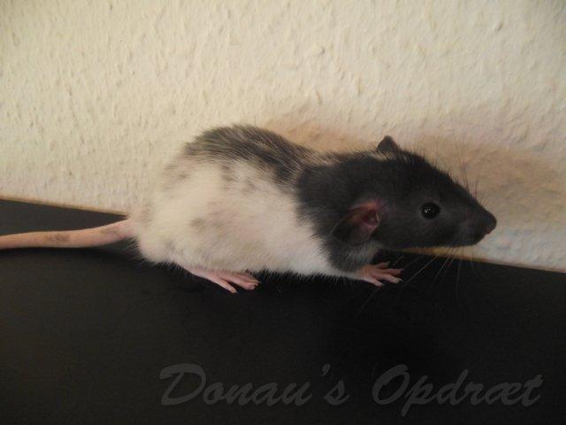 Tamrotte *Donau´s Dumle* billede 7