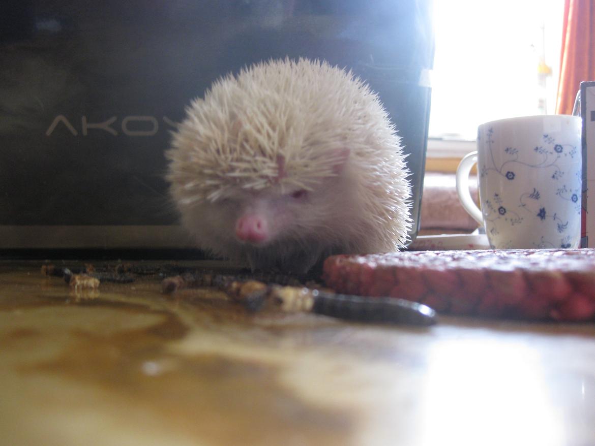 Pindsvin Aslan billede 20