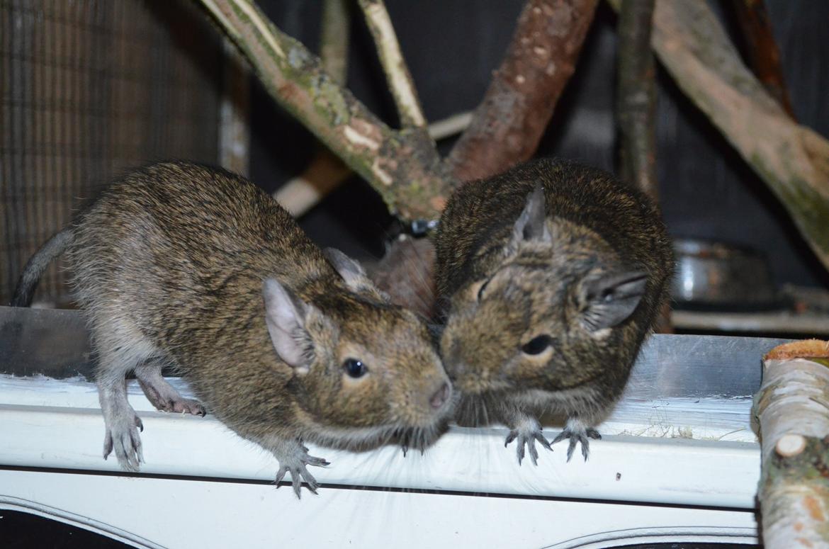 Degu Mi Hijo billede 14