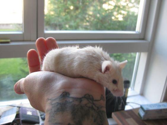 Mus VM's "KevJumba" R.I.P. - Kev'er i morgenlys. billede 4