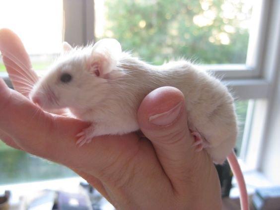 Mus VM's "KevJumba" R.I.P. - Kev'er, 11 måneder billede 3