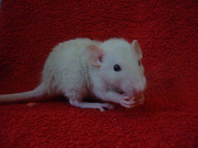 Tamrotte Montana RIP billede 1