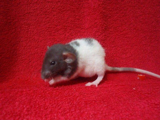 Tamrotte Virginia RIP billede 2