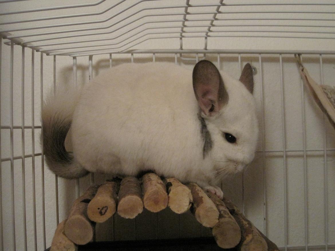 Chinchilla Sonny billede 10