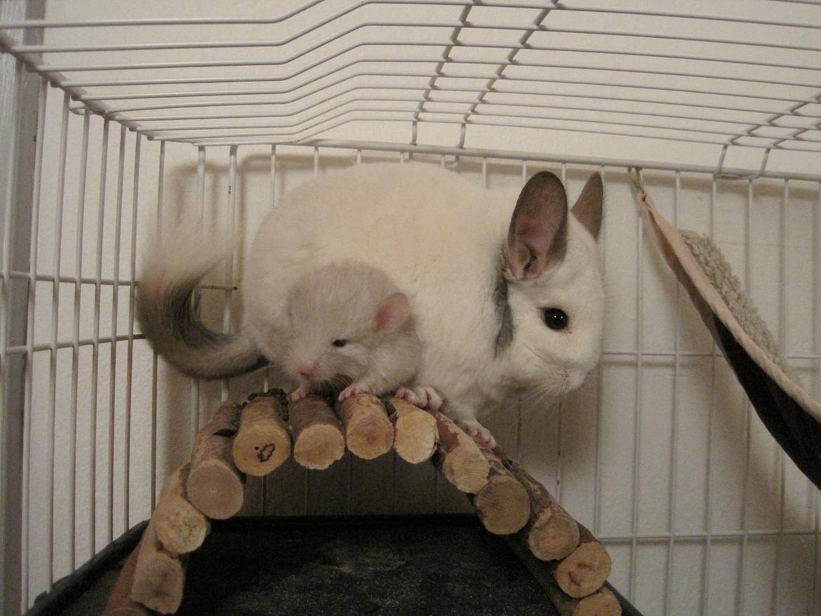 Chinchilla Sonny billede 11