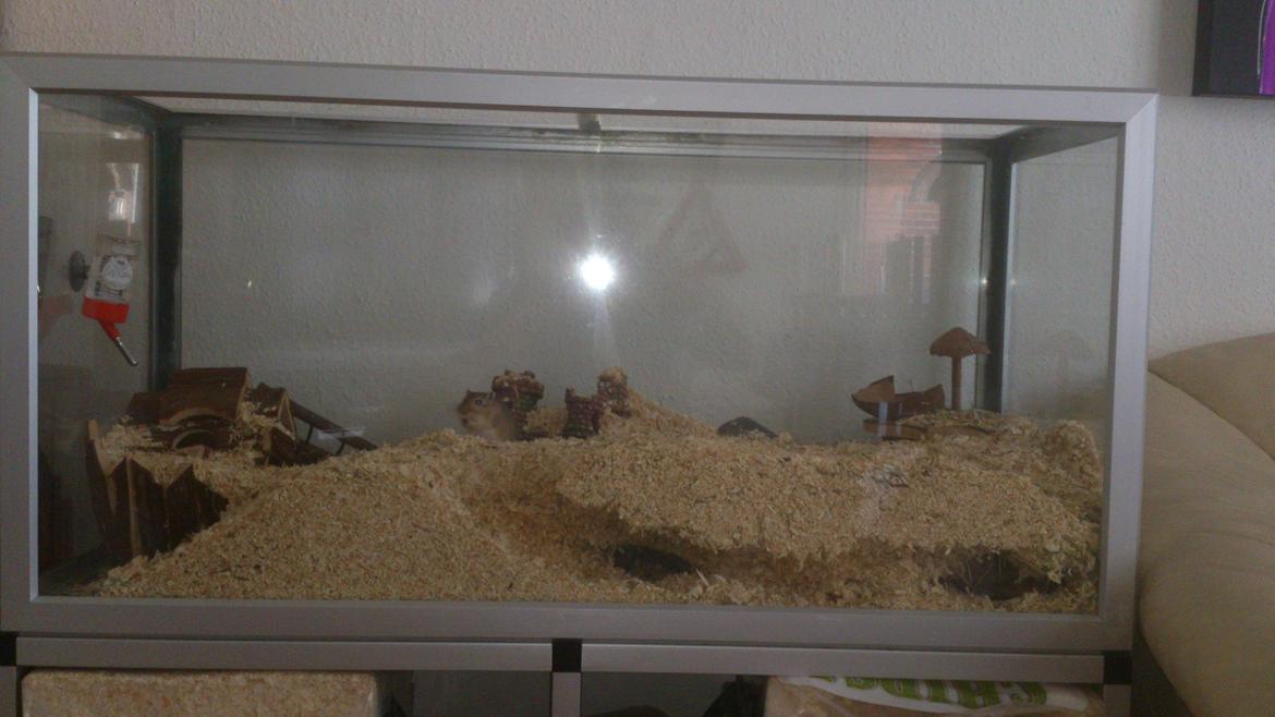 Ørkenrotte Pinki og brain billede 9