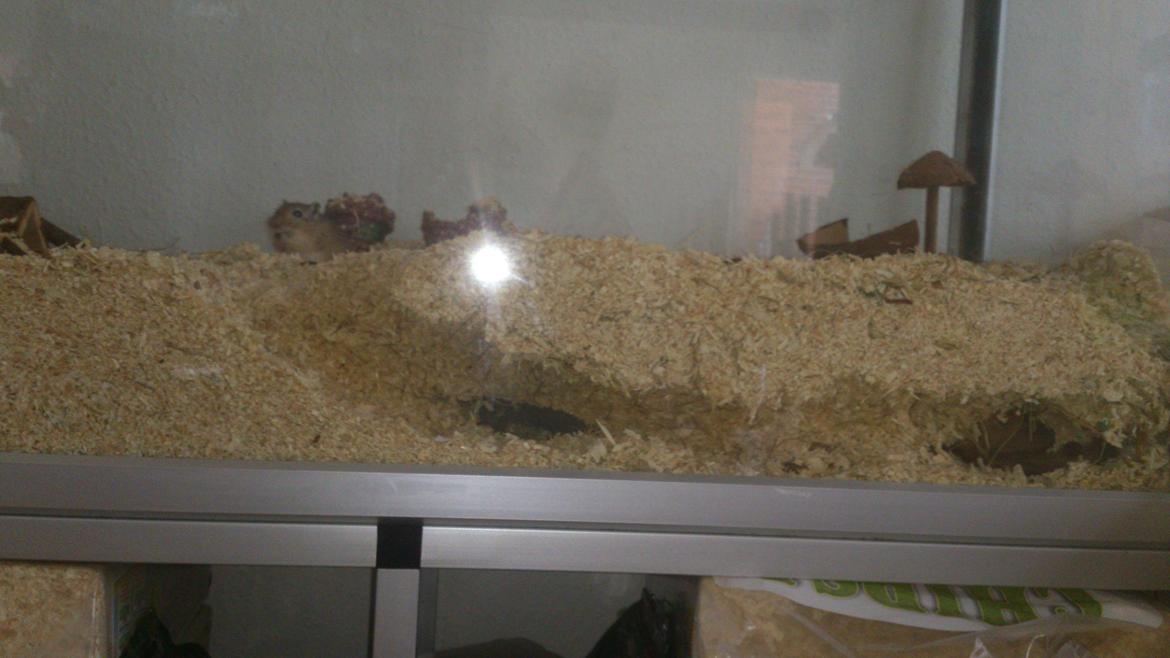 Ørkenrotte Pinki og brain billede 10