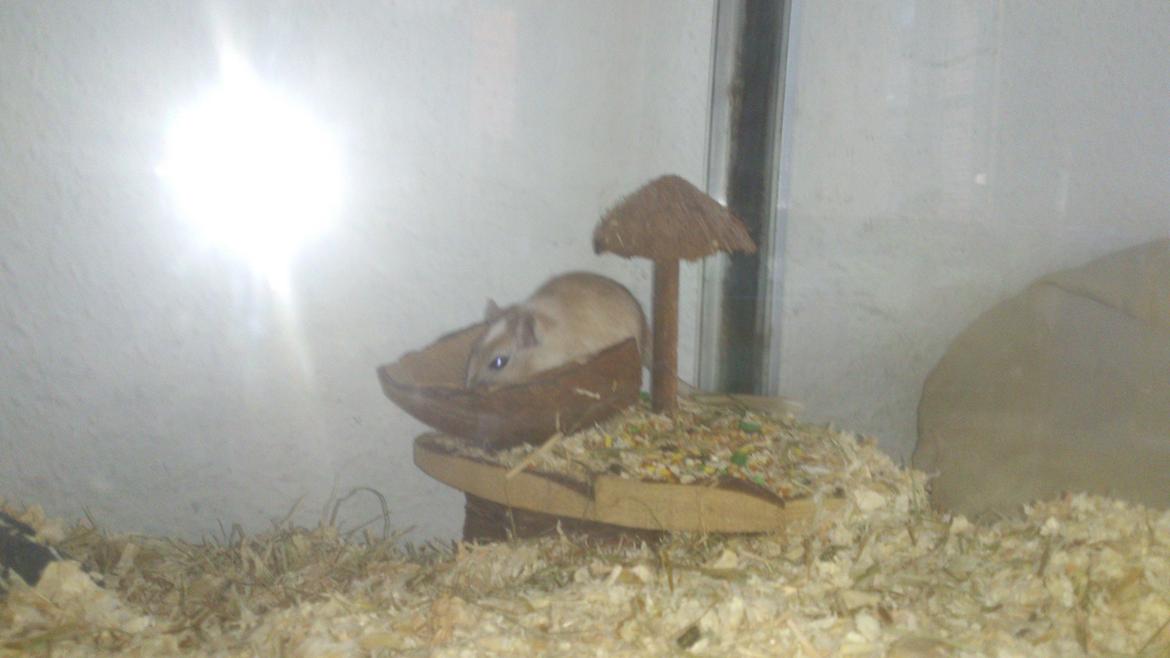 Ørkenrotte Pinki og brain billede 11