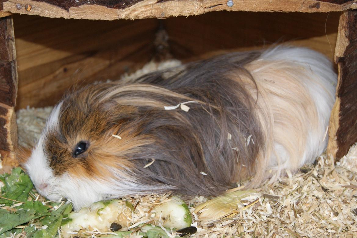 Marsvin Koreskas SHUBIDUA - 20120811 Koreskas Shubidua død billede 19