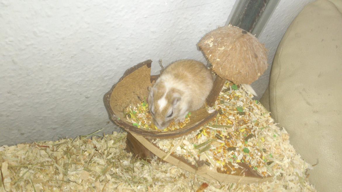 Ørkenrotte Pinki og brain billede 12