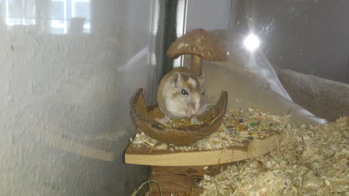 Ørkenrotte Pinki og brain billede 13